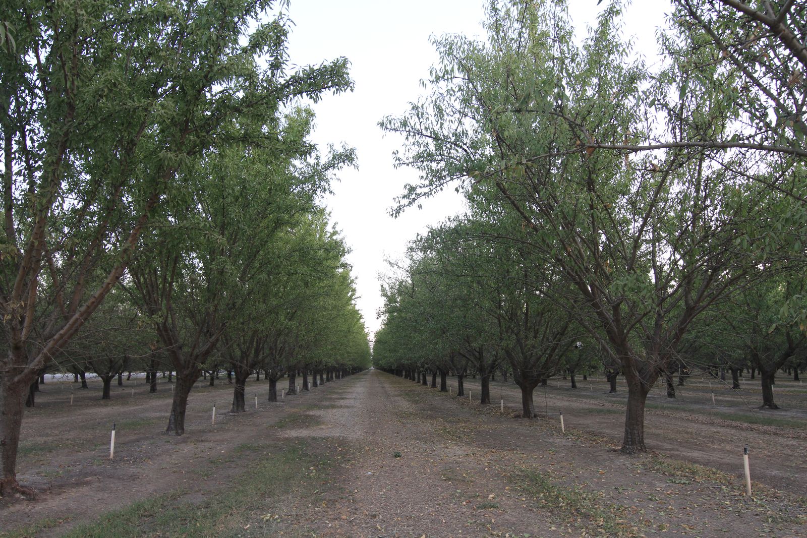 Certified organic orchard at origin