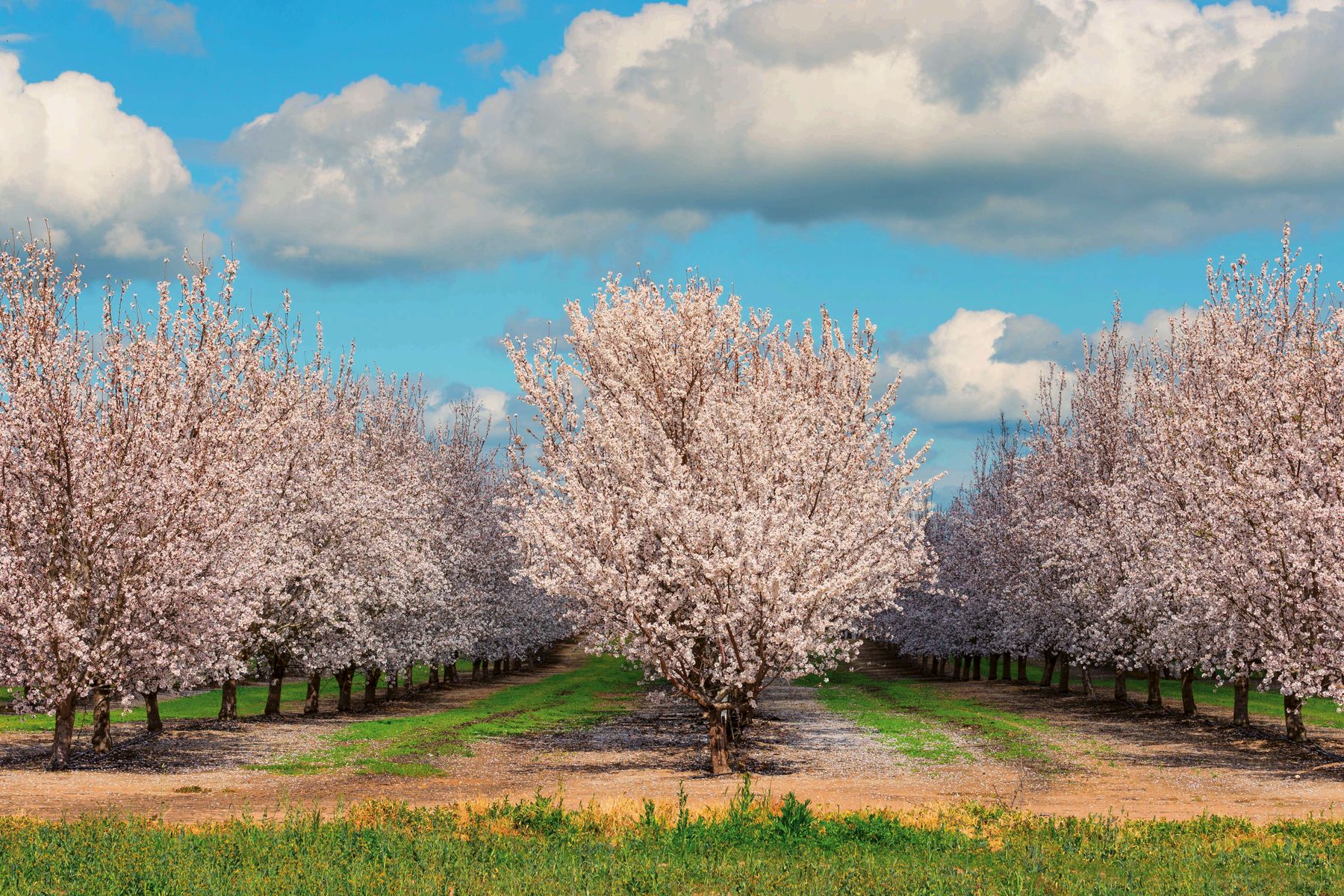 Orchard in bloom under a blue sky at a partner farm